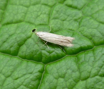 Adult &bull; Hurn, Christchurch, Dorset &bull; &copy; Mike Jeffes