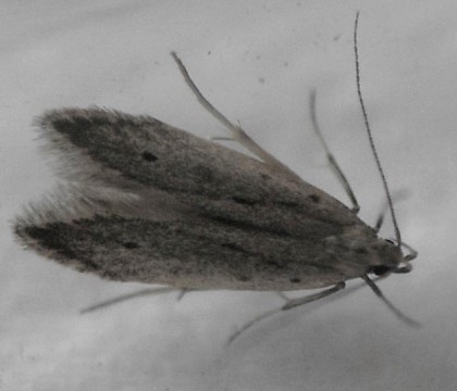 Adult &bull; Portsmouth, Hampshire &bull; &copy; Ian Thirlwell