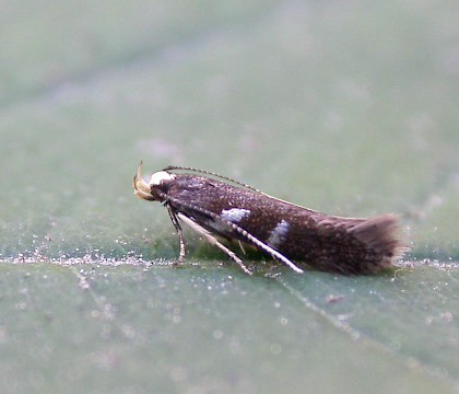 Adult &bull; Pegwell Bay, Kent &bull; &copy; Francis Solly