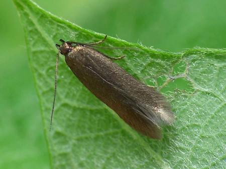 Eulamprotes unicolorella