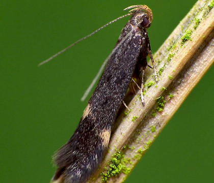 Adult &bull; Rough Bank, Gloucestershire &bull; &copy; Patrick Clement