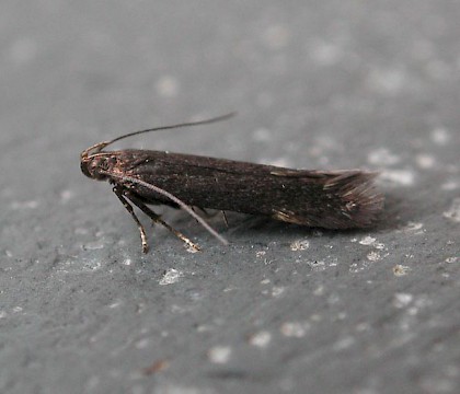 Adult &bull; Harlech, Gwynedd &bull; &copy; Helen Bantock