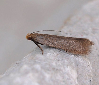 Adult &bull; Kvikne, Oppland, Norway &bull; &copy; Svein Bekkum