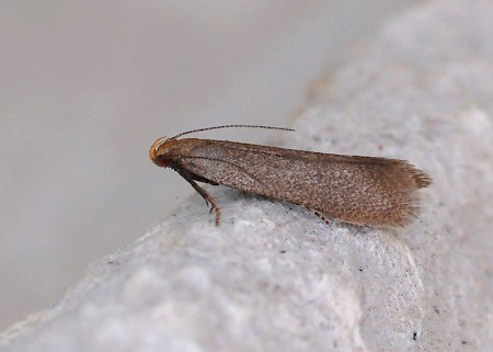 Xystophora pulveratella