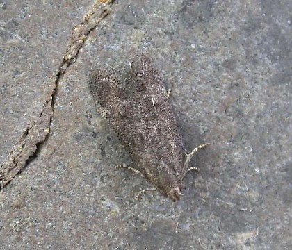 Adult &bull; Weybridge, Surrey &bull; &copy; Andrew Mitchell