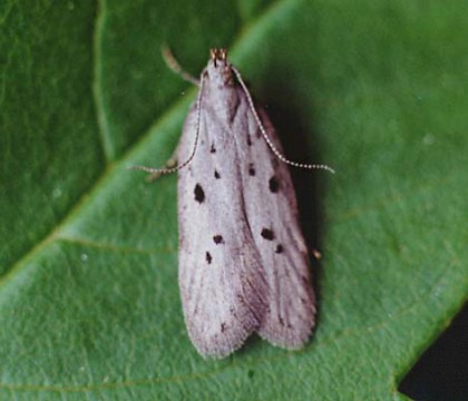 Adult &bull; Littleborough, Lancashire &bull; &copy; Ian Kimber