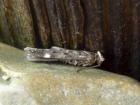 Neofriseria peliella