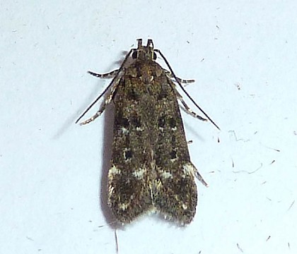 Adult &bull; Sandy, Bedfordshire &bull; &copy; Lionel Burgess