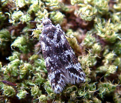 Adult &bull; Winmarleigh Moss, Lancashire, May &bull; &copy; Steve Palmer