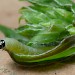 Larva • Penny Hill Bank, Worcestershire. On dyer's greenweed. • © Oliver Wadsworth