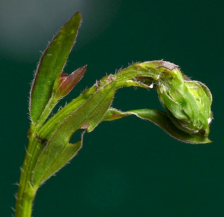 Mirificarma lentiginosella