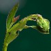 Larval feeding signs • Penny Hill Bank, Worcestershire. On dyer's greenweed. • © Oliver Wadsworth