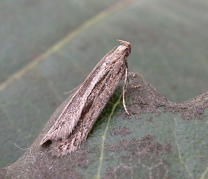 Adult &bull; Littleborough, Lancashire &bull; &copy; Ian Kimber