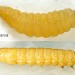 Larva 7mm • April. On Ulex. Reared to imago. • © Ian Smith