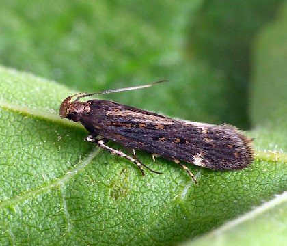 Adult &bull; Upton Warren NR, Worcestershire &bull; &copy; Patrick Clement