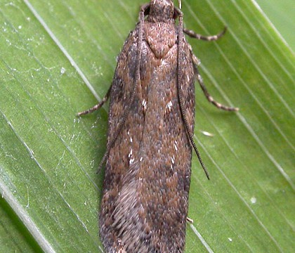 Adult &bull; Dunwich, Suffolk &bull; &copy; Paul Kitchener