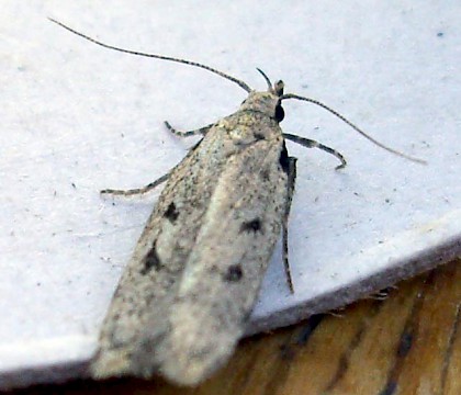 Adult &bull; Frampton, Lincolnshire &bull; &copy; Liz White