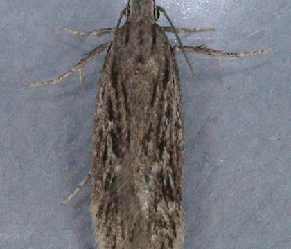 Adult &bull; Bedfordshire &bull; &copy; Andy Banthorpe