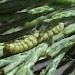 Larva • Spinning on Chamaecyparis lawsoniana. April. Portsmouth, Hants. leg. J. Langmaid • © Ian Thirlwell