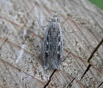 Adult &bull; Hellerup, Denmark &bull; &copy; Donald Hobern