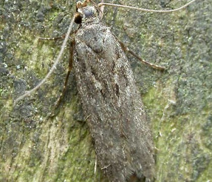 Adult &bull; Halesowen, W. Midlands &bull; &copy; Patrick Clement