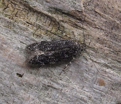 Adult &bull; Swinton, Gtr. Manchester &bull; &copy; Geoff Riley