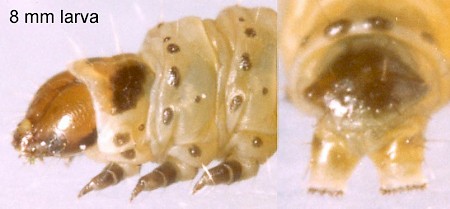 Scrobipalpa acuminatella