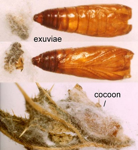 Scrobipalpa acuminatella