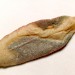 Mine • Halimione portulacoides leaf, Flint Castle, Flintshire. April 2003 • © Ian Smith