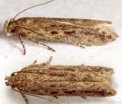 Adult &bull; Ex larva on Atriplex on saltings. Dee Estuary, Cheshire. September. &bull; &copy; Ian Smith