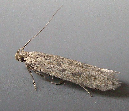 Adult &bull; Iken Cliff, Suffolk &bull; &copy; Paul Kitchener