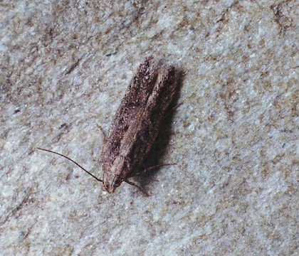 Adult &bull; Gait Barrows NNR, Lancashire &bull; &copy; Ian Kimber
