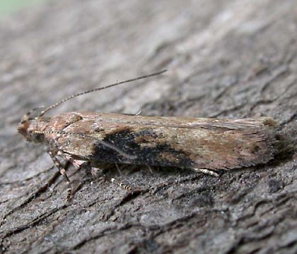 Adult &bull; Littleborough, Lancashire &bull; &copy; Ian Kimber