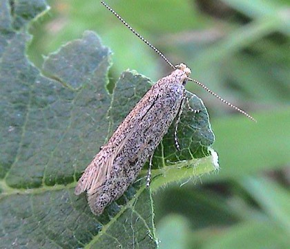 Adult &bull; &copy; John Walters