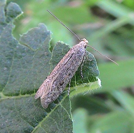 Scrobipalpula tussilaginis