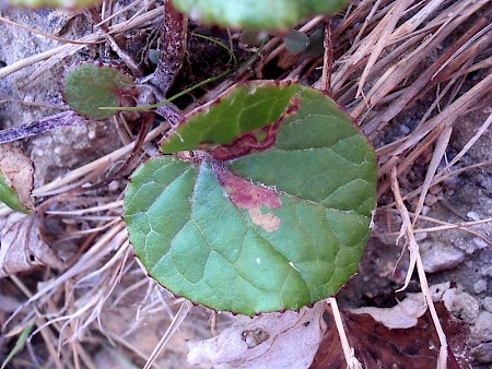 Scrobipalpula tussilaginis