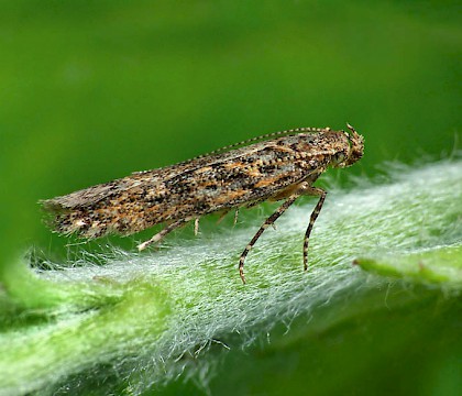 Adult &bull; Worcestershire, gen. det. PC. &bull; &copy; Patrick Clement