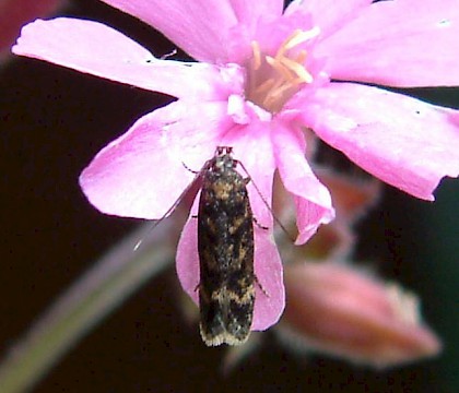 Adult &bull; Reared from a spinning on Silene dioica, Broughton, Lancs. &bull; &copy; Steve Palmer