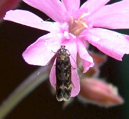 Caryocolum viscariella