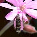 Adult • Reared from a spinning on Silene dioica, Broughton, Lancs. • © Steve Palmer