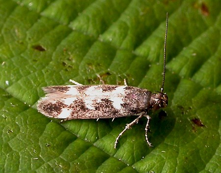 Caryocolum vicinella