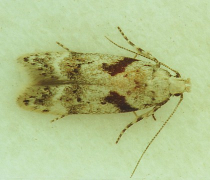 Adult &bull; &copy; Jack Astley