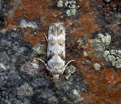 Adult &bull; Carmarthenshire, July. Gen. det. J. Baker &bull; &copy; Jon Baker