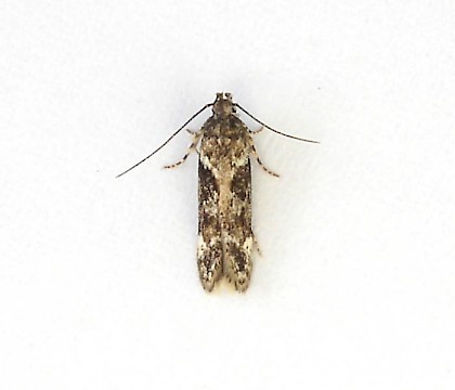 Adult &bull; Marshalls Heath, Wheathampstead, Hertfordshire &bull; &copy; John Murray