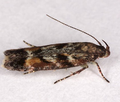 Adult &bull; Loch Rannoch, Perthshire &bull; &copy; Chris Lewis