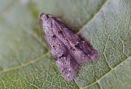 Teleiodes vulgella