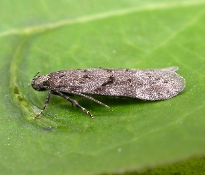 Adult &bull; &copy; Eamonn O? Donnell