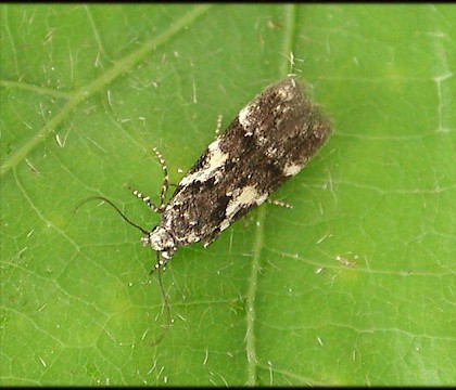 Adult &bull; Hollybank Wood, Ripley, Yorkshire &bull; &copy; Charles Fletcher