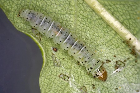 Teleiodes luculella