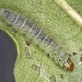 Larva • Cann Wood, Devon, on Quercus. Adult reared • © Bob Heckford